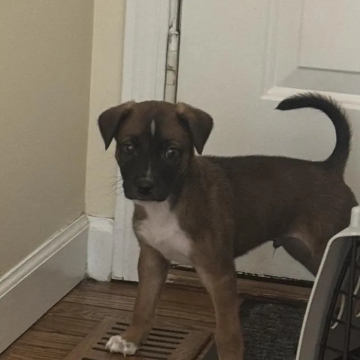 A baby medium-sized male Brown / Chocolate Mixed Breed dog named Titus for adoption in Festus, MO
