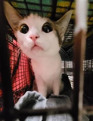 A young medium-sized male Domestic Short Hair cat named Four for adoption in Van Nuys, CA