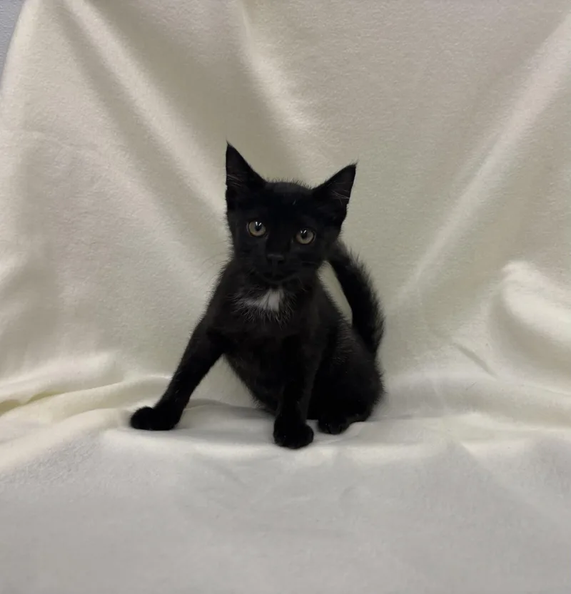 A baby medium-sized male Black Domestic Short Hair cat named Catapult for adoption in Shepherdsville, KY