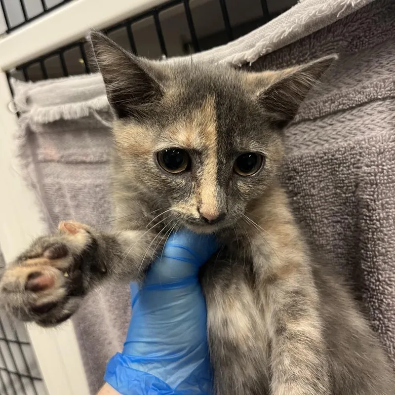 A baby small-sized female Tortoiseshell Domestic Short Hair cat named Churro for adoption in Troy, VA