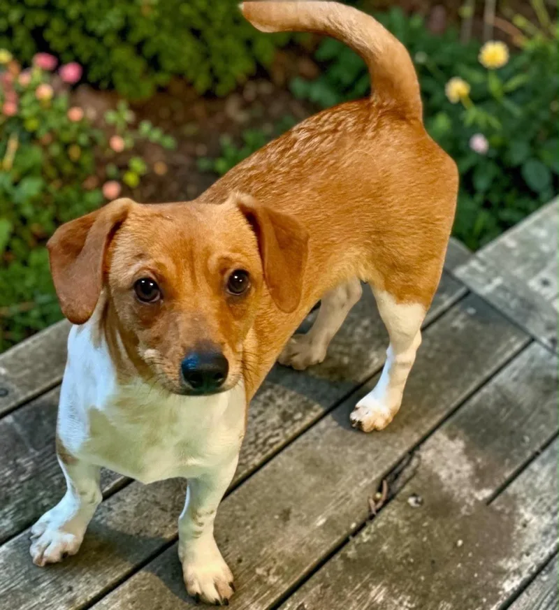 A baby small-sized male Brown / Chocolate Chiweenie dog named Bruno for adoption in Oceanside, CA