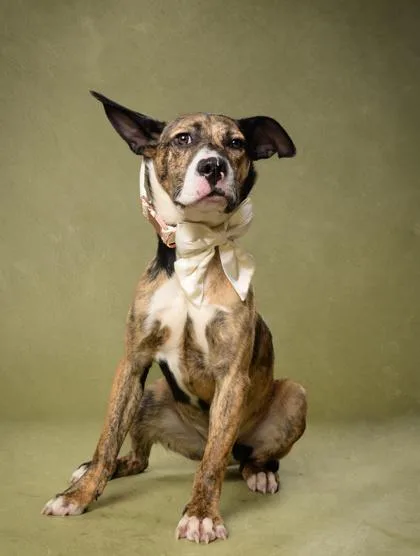 An adult medium-sized male Mixed Breed dog named Vespa for adoption in Atlanta, GA