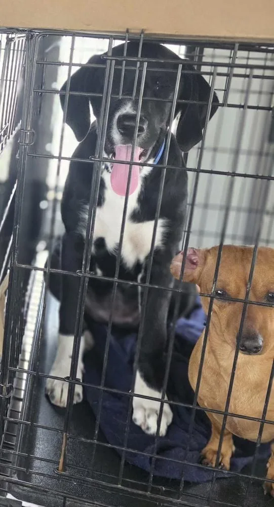 A baby large-sized female Tricolor (Brown, Black, & White) Labrador Retriever dog named Miss Zoey for adoption in Aurora, IN