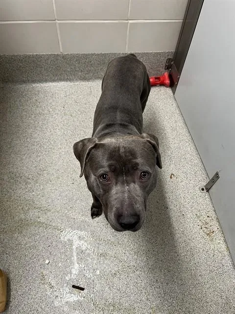 Darwin