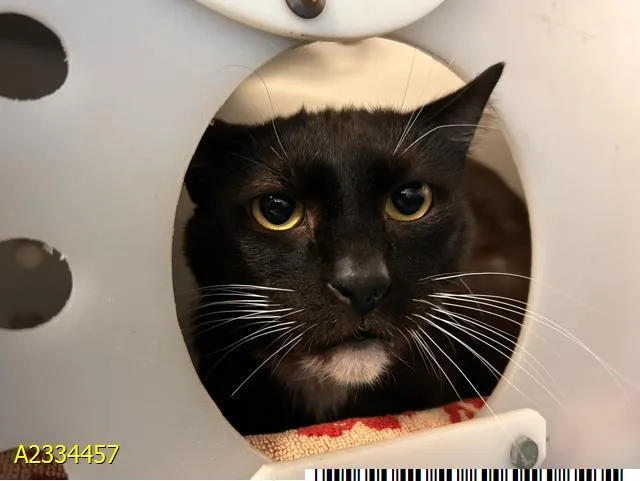 An adult medium-sized male Domestic Short Hair cat named Chance for adoption in West Palm Beach, FL