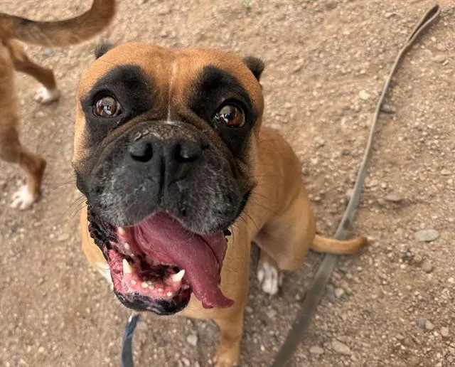 An adult large-sized female Boxer dog named Tabitha for adoption in Tucson, AZ