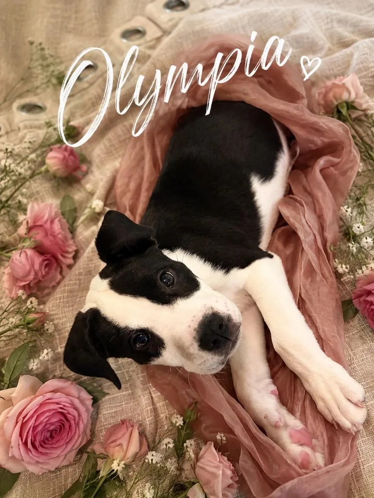 Olympia thumbnail 5