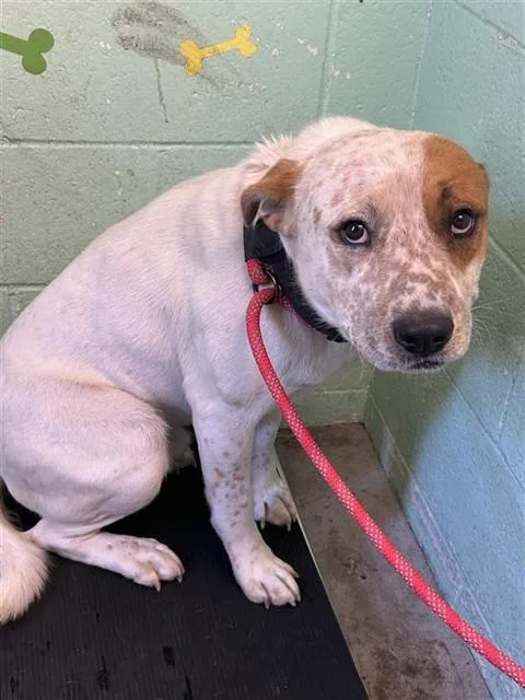 An adult large-sized male Pit Bull Terrier dog named Stephen for adoption in Sacramento, CA