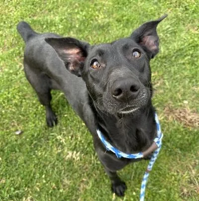An adult medium-sized female Belgian Shepherd / Malinois dog named Hex for adoption in Palmyra, VA
