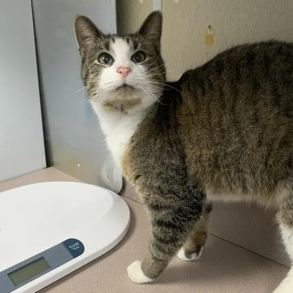 An adult small-sized male Domestic Short Hair cat named Spencer for adoption in Salisbury, MD