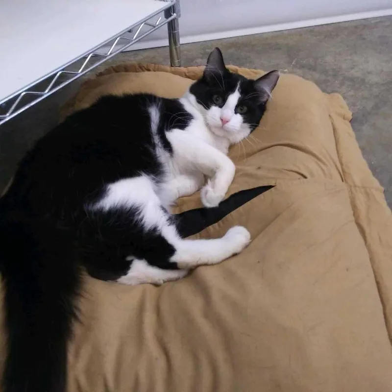 A baby medium-sized male Domestic Long Hair cat named Murray for adoption in Hot Springs, SD