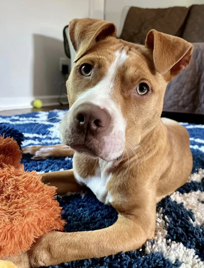 A young medium-sized male Mixed Breed dog named Buckwheat for adoption in Cornelius, NC