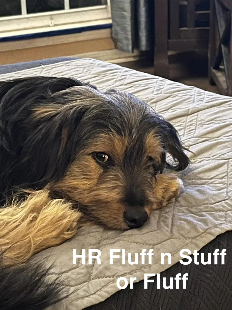 H.R. Fluff n Stuff thumbnail 4