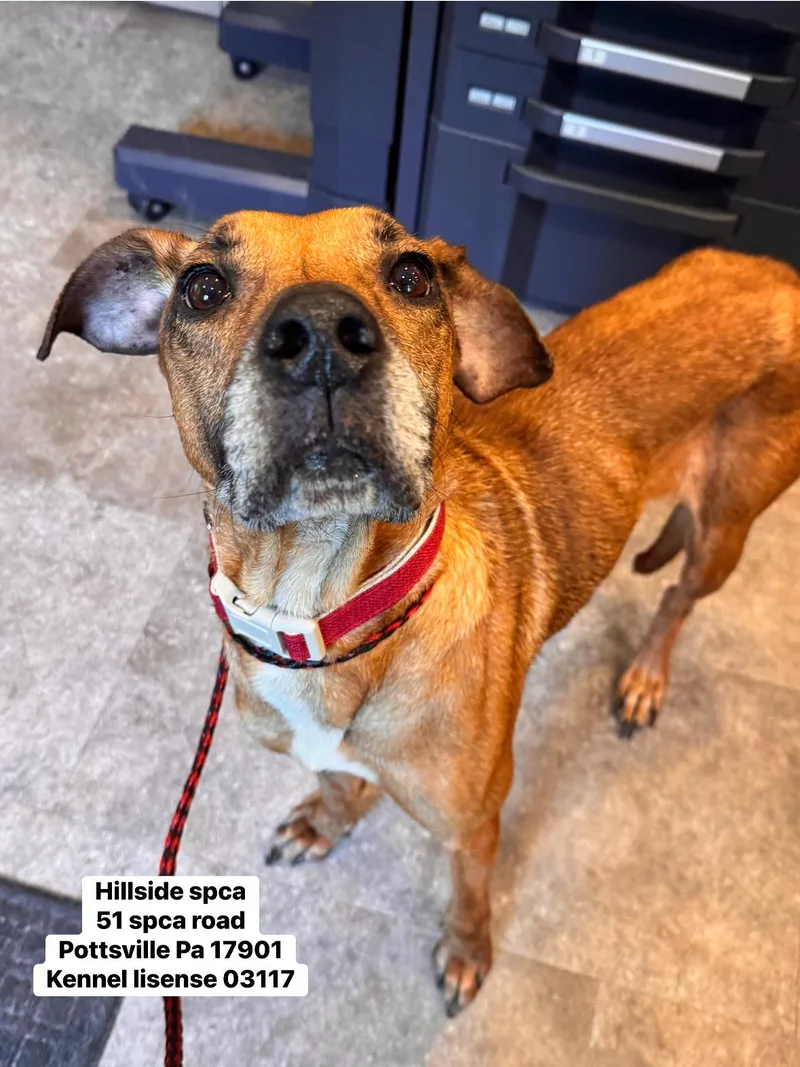 An adult medium-sized female Brown / Chocolate Labrador Retriever dog named Koi for adoption in Pottsville, PA