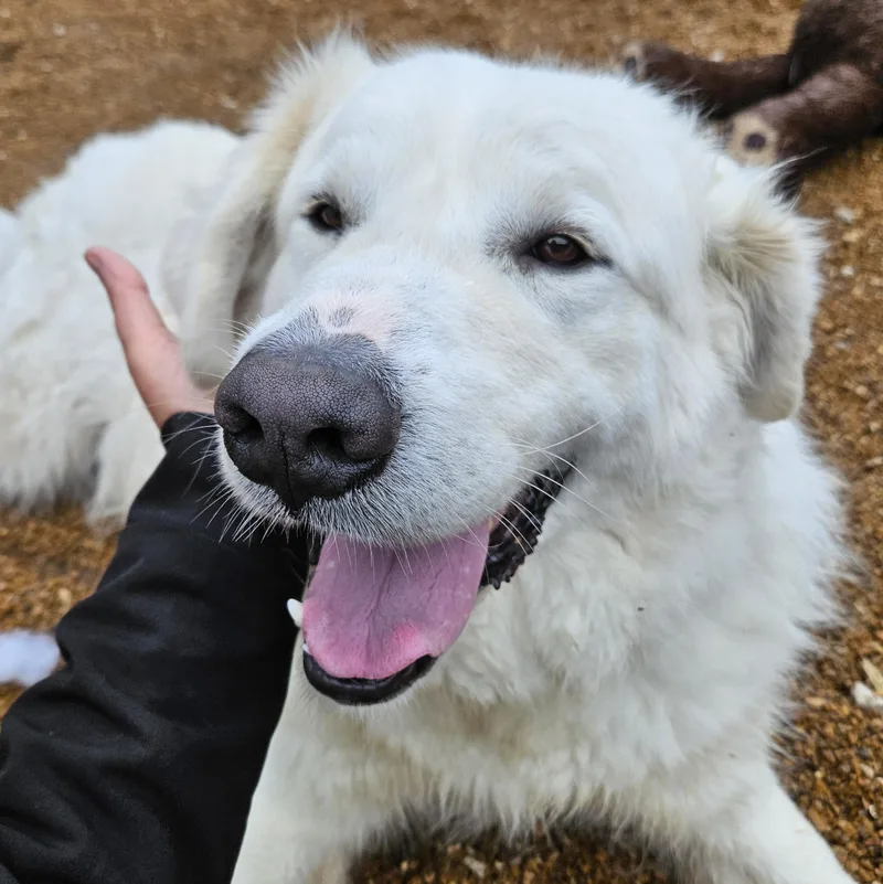 An adult extra large-sized male Great Pyrenees dog named Argus for adoption in House Springs, MO