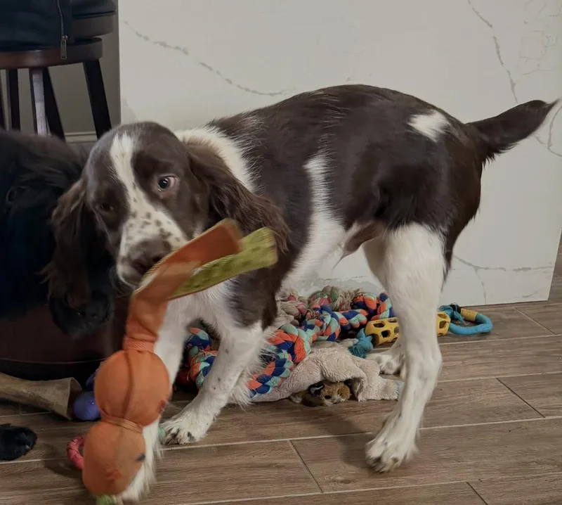 Sammy