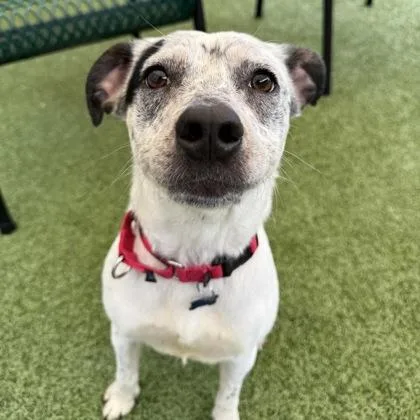 A young medium-sized female Australian Cattle Dog / Blue Heeler dog named Jess for adoption in Merriam, KS