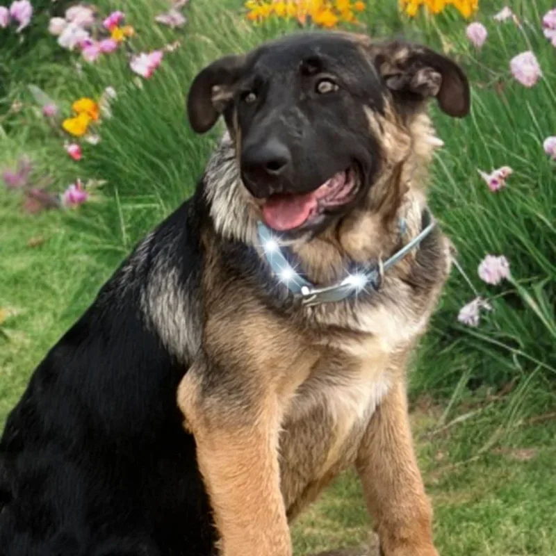 An adult medium-sized male Black German Shepherd Dog dog named Baloo for adoption in Kingman, AZ
