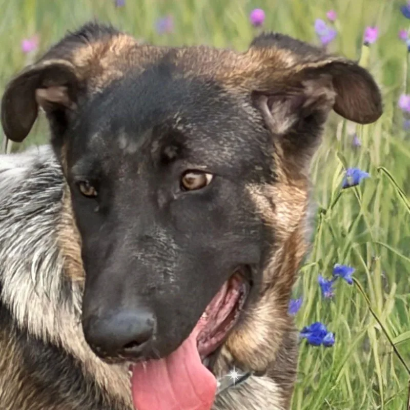 Baloo thumbnail 3