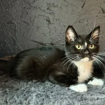 A baby small-sized female Black Domestic Short Hair cat named Fiji for adoption in Estacada, OR