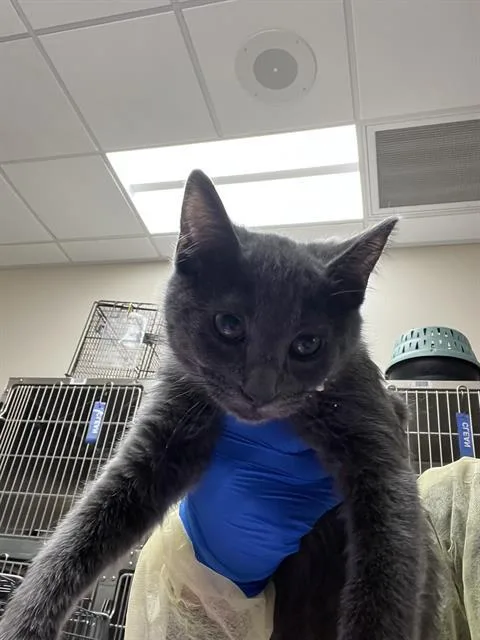 A baby small-sized female Domestic Short Hair cat named Pecan for adoption in Las Vegas, NV