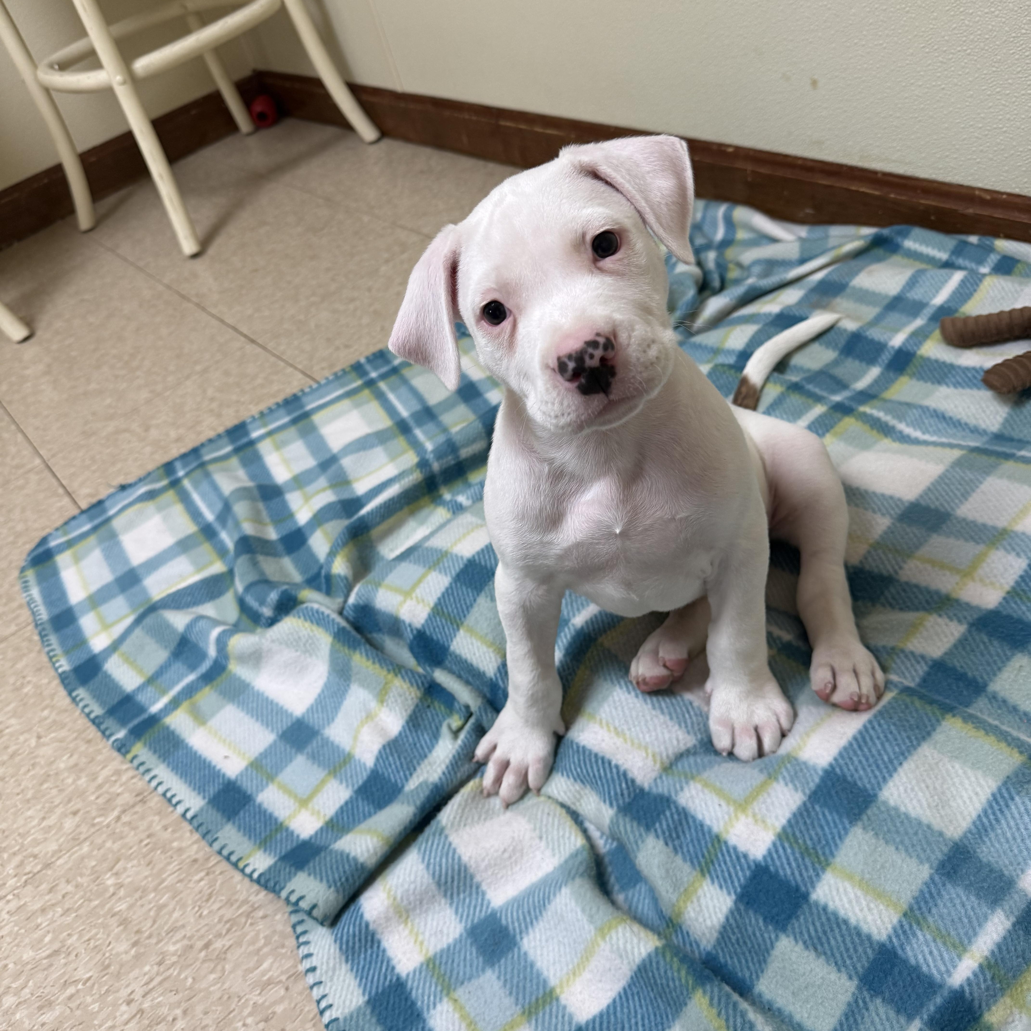 A baby large-sized male White / Cream American Bulldog dog named Lucky for adoption in Douglas, MA