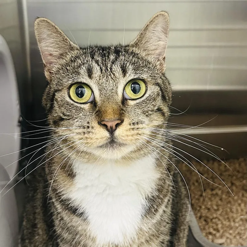 An adult large-sized female Brown / Chocolate Domestic Short Hair cat named Drusilla for adoption in East Smithfield , PA