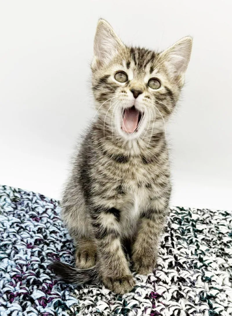 Dawson Is So Darn thumbnail 2