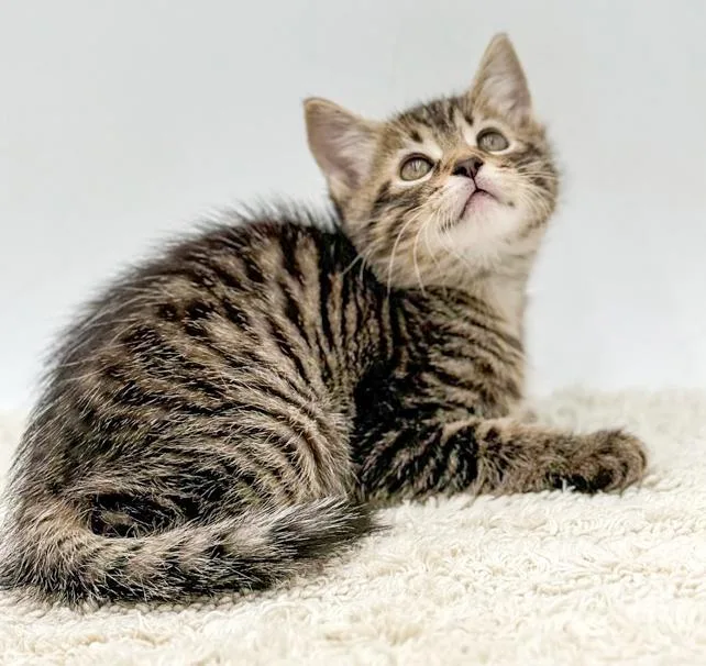 Dawson Is So Darn thumbnail 3