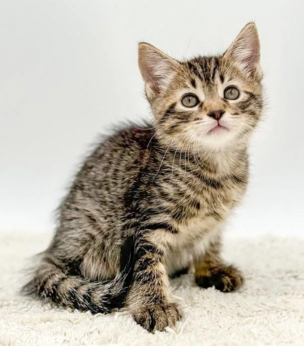 Dawson Is So Darn thumbnail 6