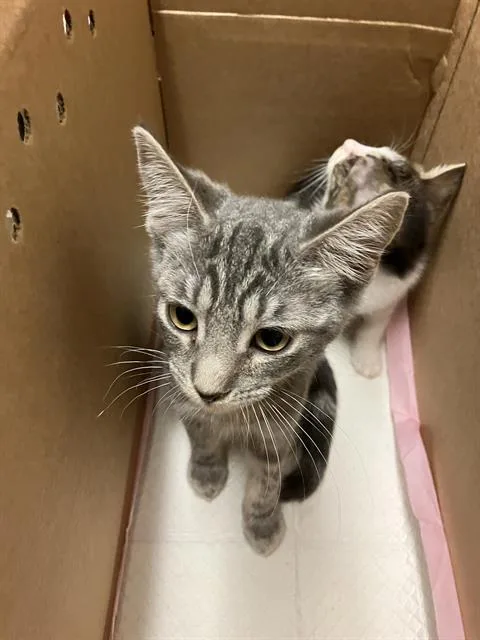 A baby small-sized female Domestic Short Hair cat named Crane for adoption in Long Beach, CA