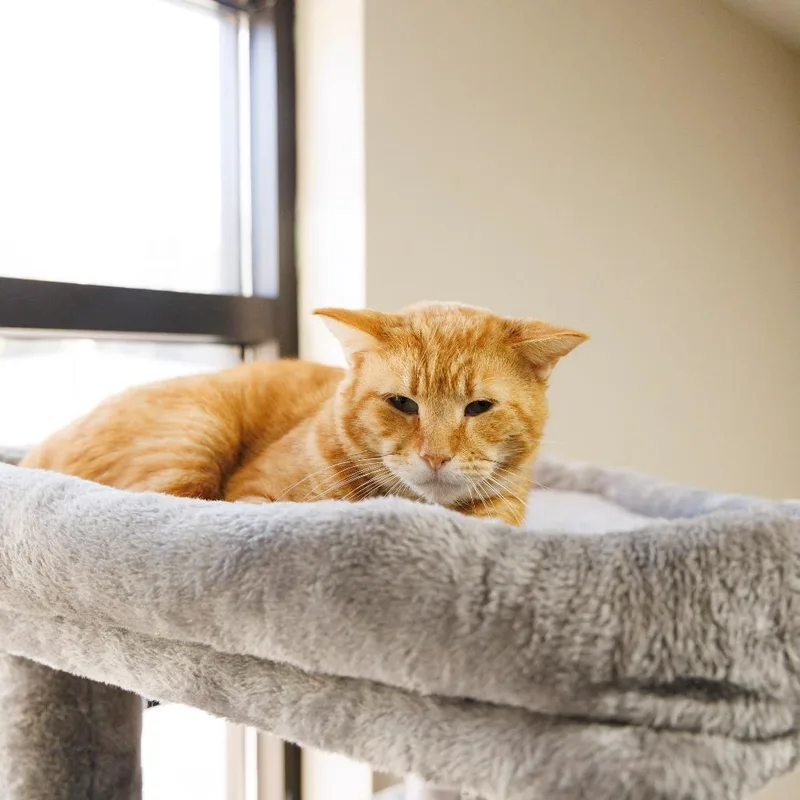 Garfield thumbnail 2