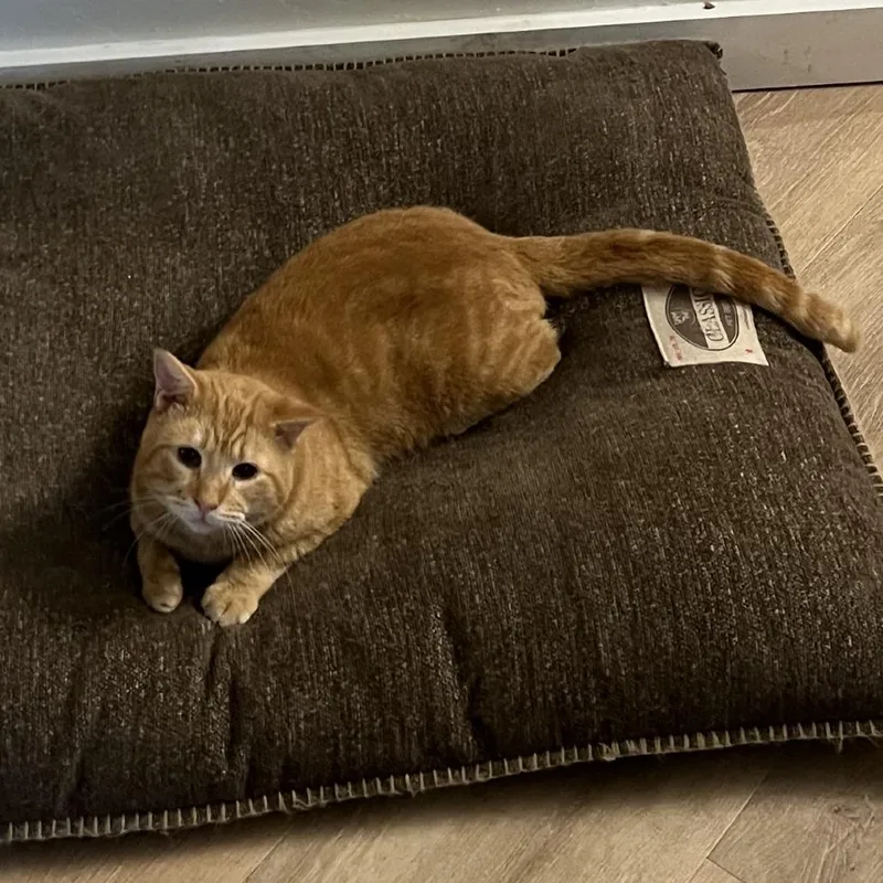 Garfield thumbnail 3