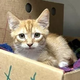 A baby small-sized male Orange / Red Domestic Short Hair cat named Casanova for adoption in Novelty, OH