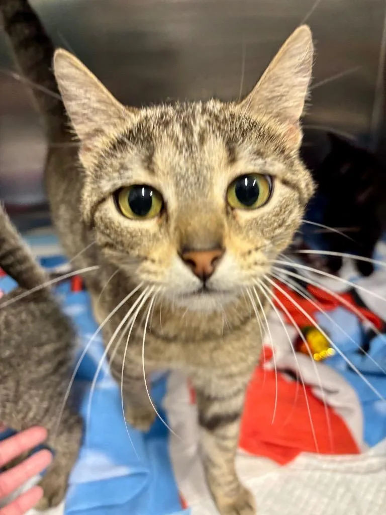A young medium-sized female Domestic Short Hair cat named Scoop for adoption in Bloomington, IN