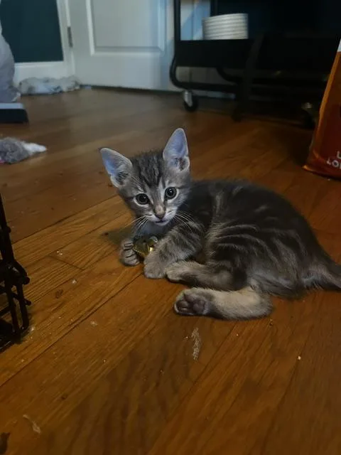 A young medium-sized male Domestic Short Hair cat named Talenti for adoption in Baltimore, MD