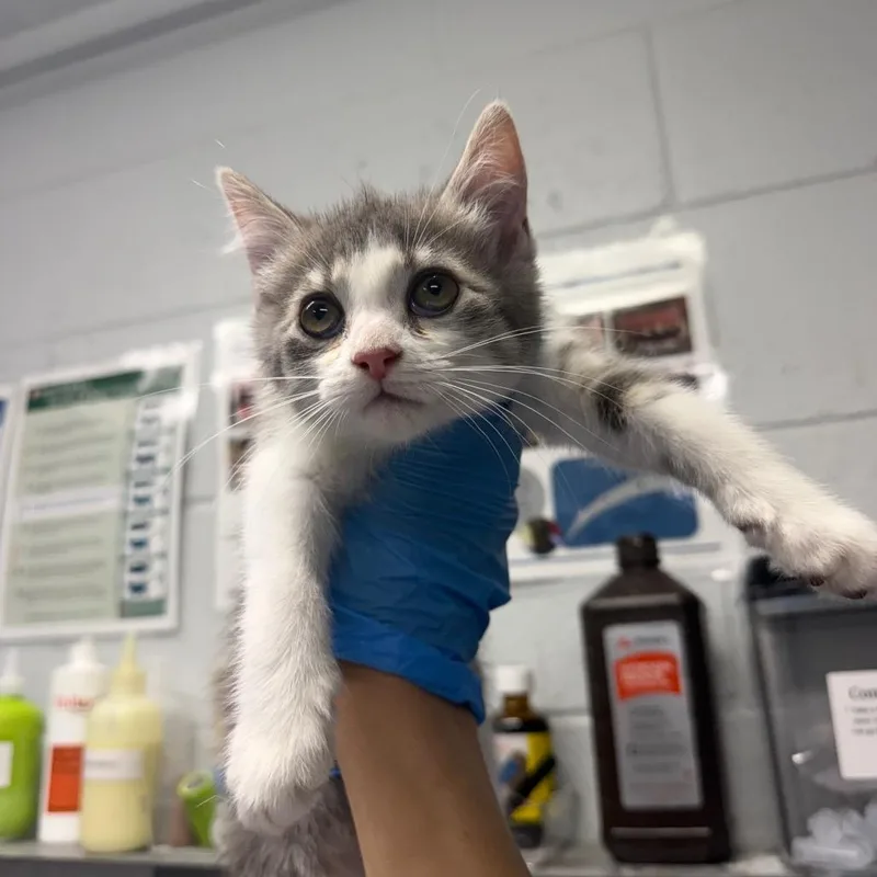 A baby small-sized female Gray / Blue / Silver Domestic Short Hair cat named Banana for adoption in Summerville, SC