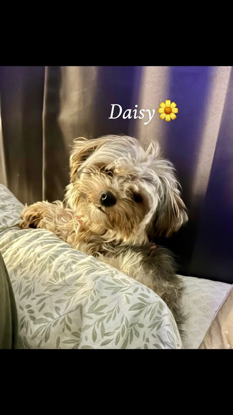 Daisy
