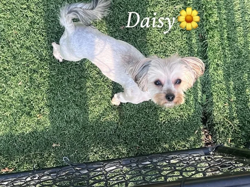 Daisy thumbnail 2