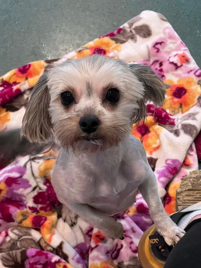 Daisy thumbnail 3