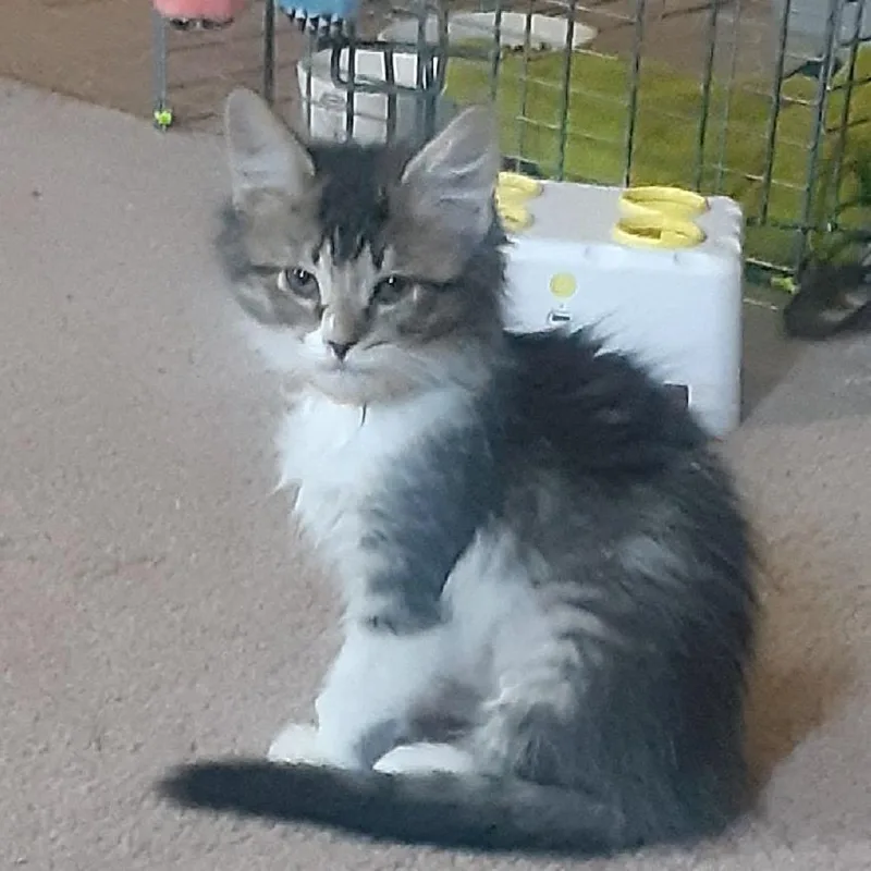 A baby small-sized male Gray / Blue / Silver Domestic Long Hair cat named Lightsaber for adoption in South Elgin, IL