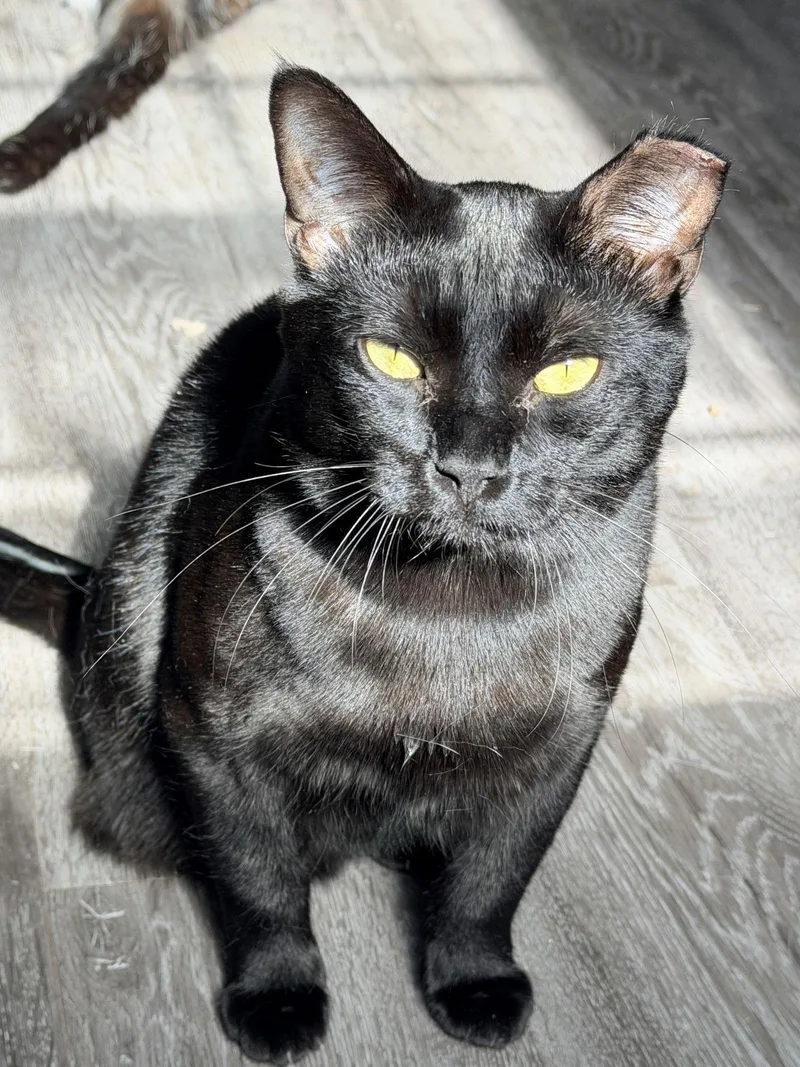 Filet O Fish thumbnail 2