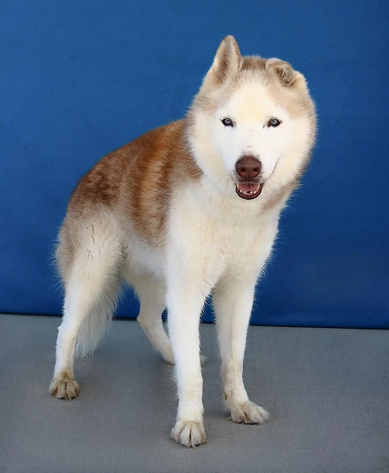 An adult large-sized male Siberian Husky dog named Hero for adoption in Pasadena, CA