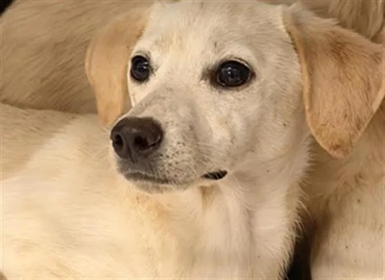 A young small-sized female Labrador Retriever dog named Resplendent for adoption in Van Nuys, CA