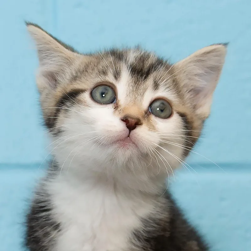A baby small-sized female Domestic Medium Hair cat named Banana for adoption in Troy, OH