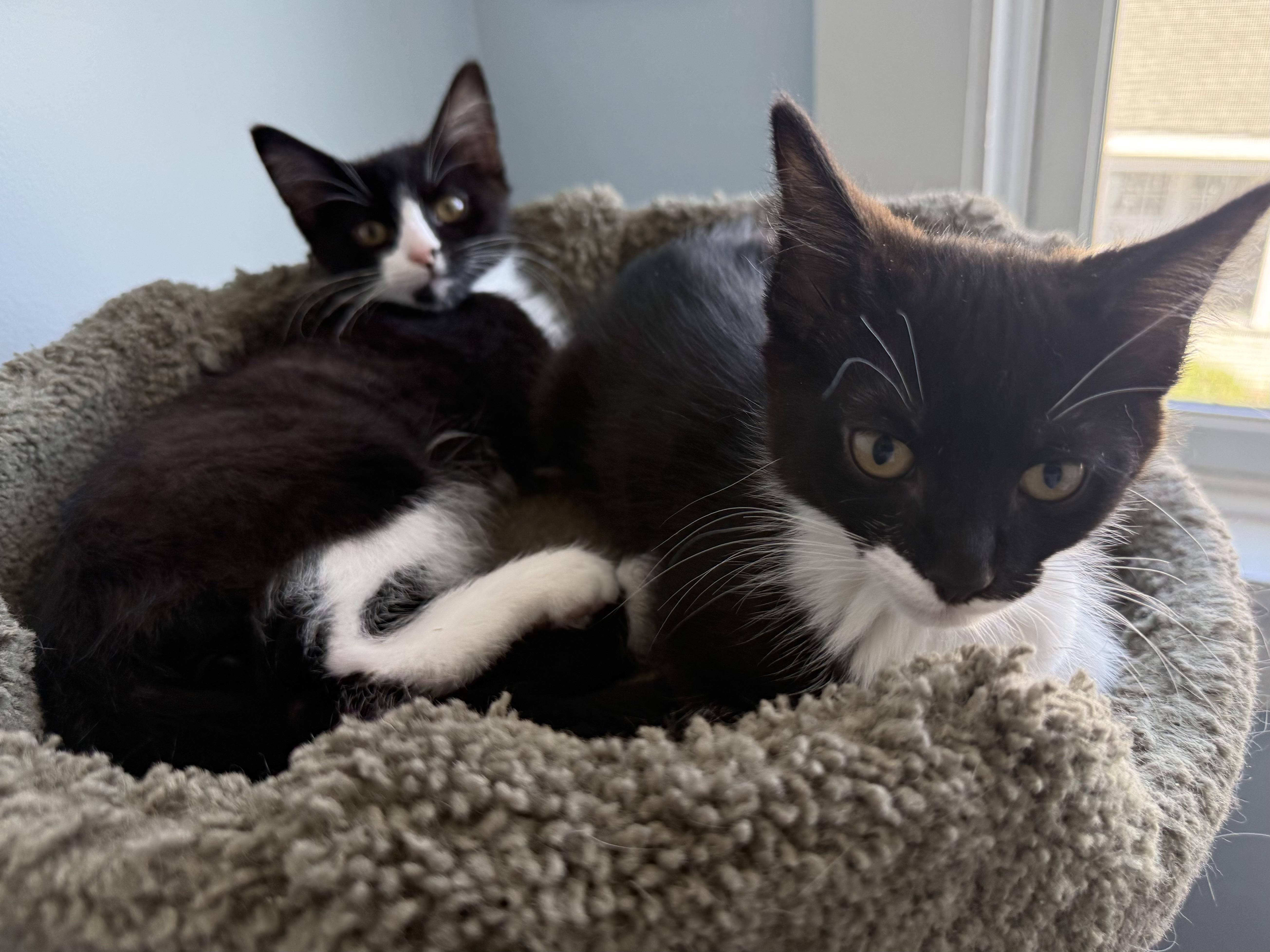 A baby small-sized female Domestic Short Hair cat named Fred And Ethyl for adoption in Hull, MA