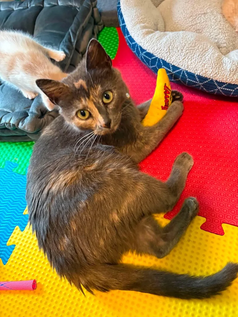 A young medium-sized female Dilute Tortoiseshell Domestic Short Hair cat named Sally for adoption in New Hartford, NY