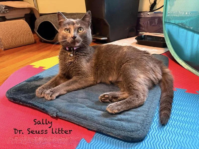 Sally thumbnail 3