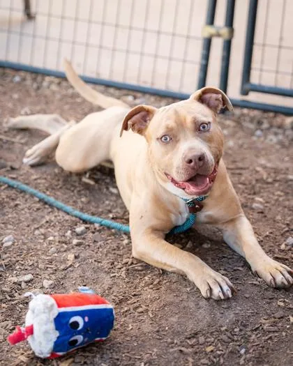 An adult large-sized female Mixed Breed dog named Essel for adoption in Chamblee, GA