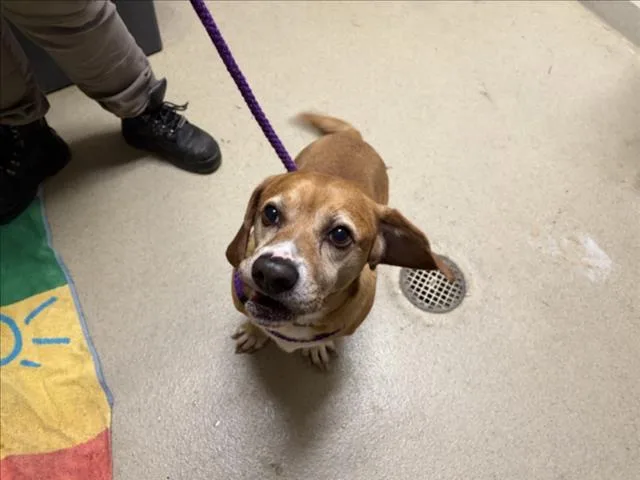 An adult medium-sized male Basset Hound dog named Tobi for adoption in Chapel Hill, NC